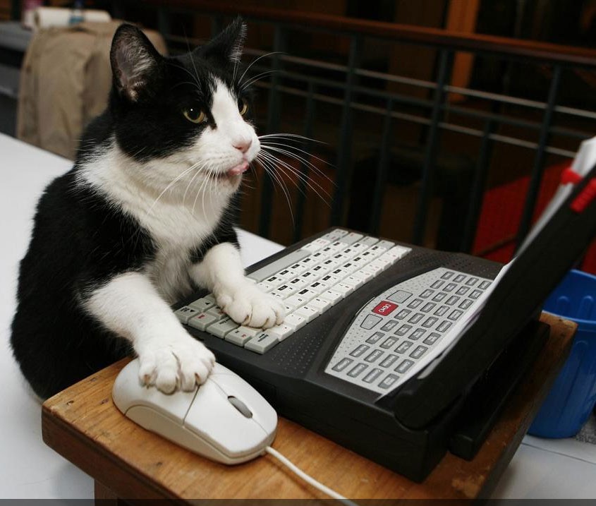 macska, laptop, egér