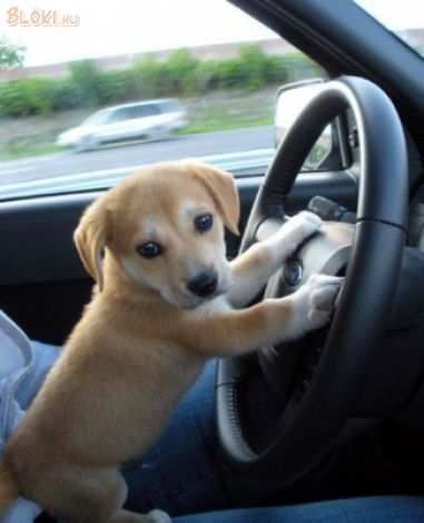 kutya, autó, vezet