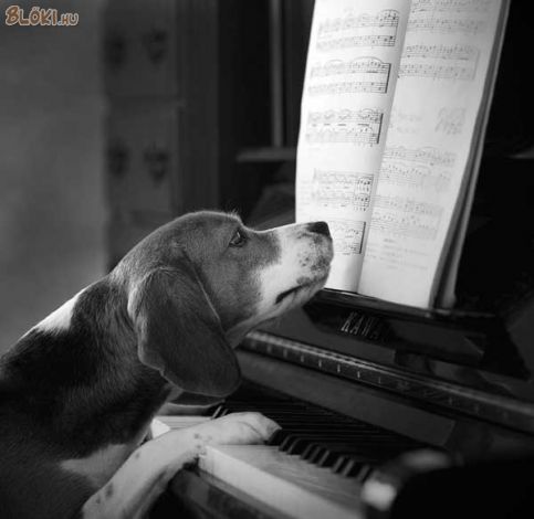 kutya, zongora