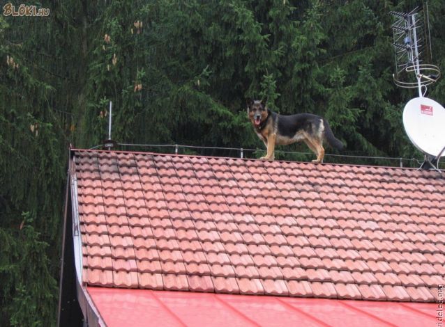 kutya, tető