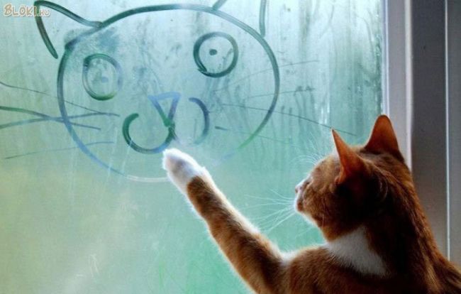 cica, macska, ablak