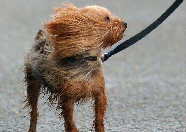 kutya, szél, tüsszentés