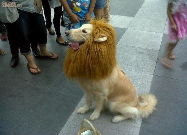 kutya, oroszlán