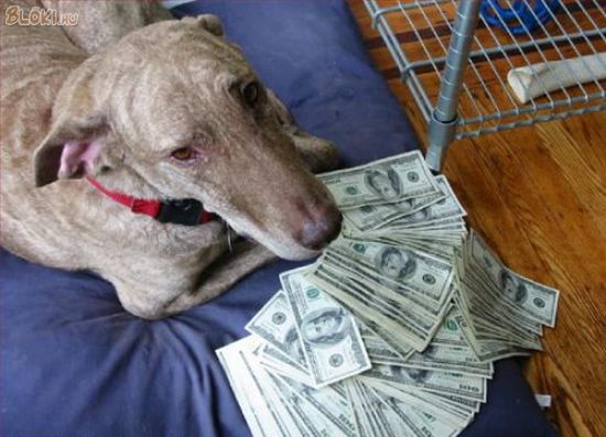 kutya, pénz