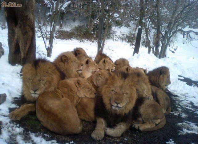 oroszlán, macska, hó