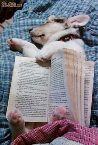 kutya, könyv, alszik