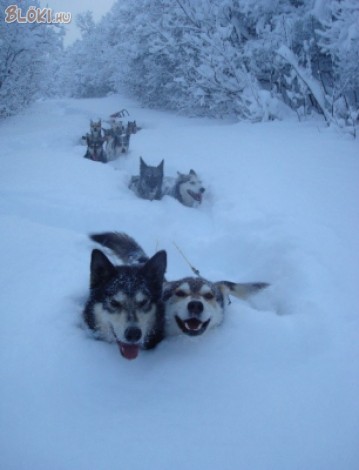 kutya, husky, hó