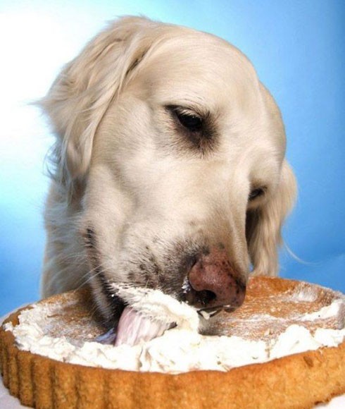 kutya, torta, orr, eszik