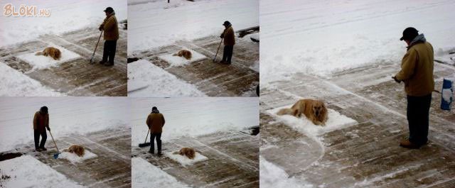 kutya, hó, lapát