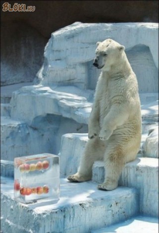 jegesmedve, jég, alma