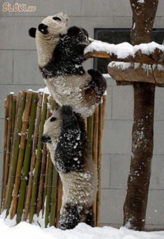 panda, mászik