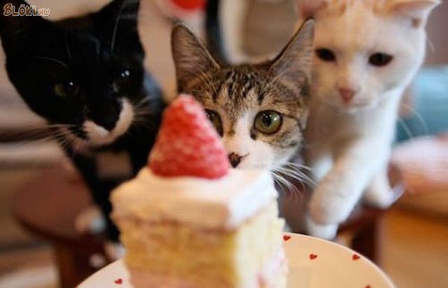 cica, macska, süti