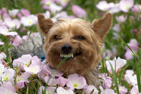 kutya, virág, morog