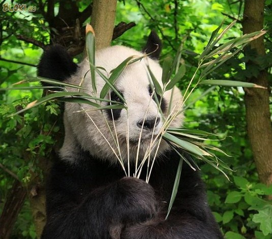 panda, fű