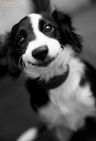 kutya, mosoly