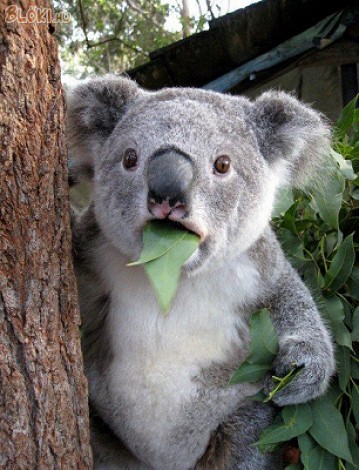 koala, eszik