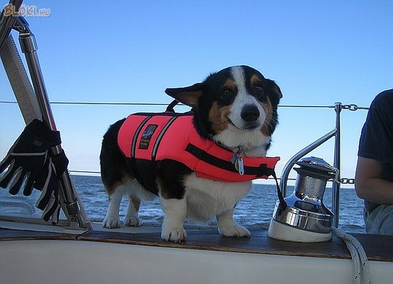 kutya, hajó