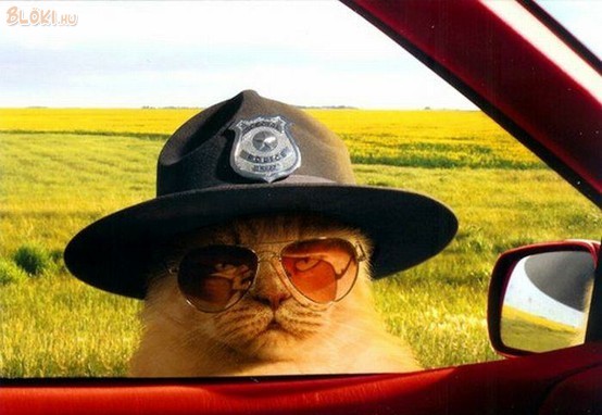 cica, macska, rendőr