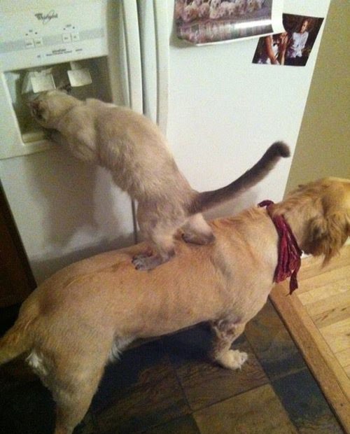 kutya, macska, hűtő