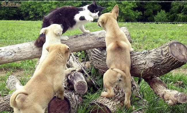 kutya, cica, macska, vár, harc