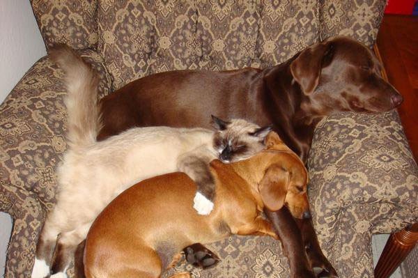 kutya, macska, fotel, alszik