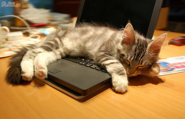 macska, cica, laptop
