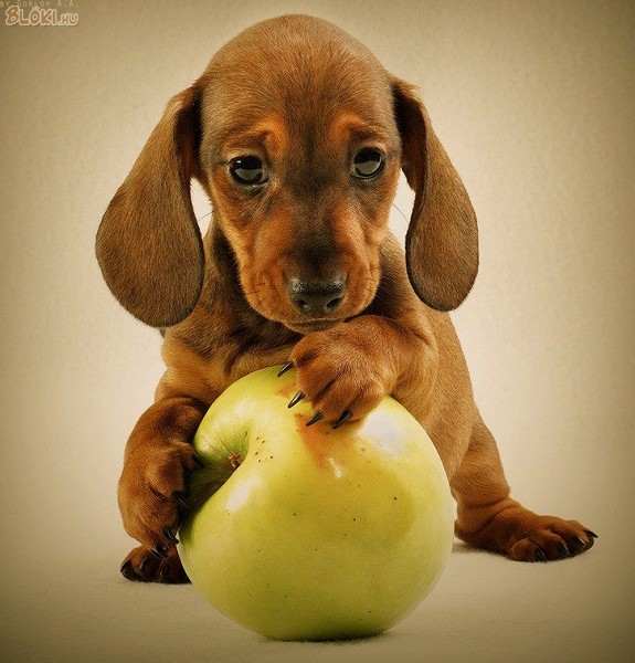 kutya, tacsi, alma