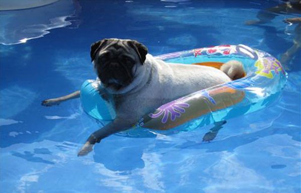 kutya, medence, úszik