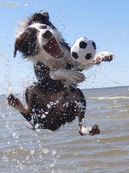 kutya, labda, víz