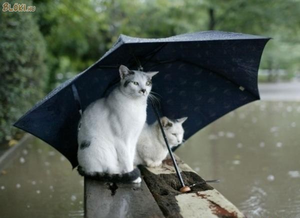 cica, amcska, eső, esernyő