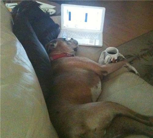 kutya, kanapé, alszik, laptop