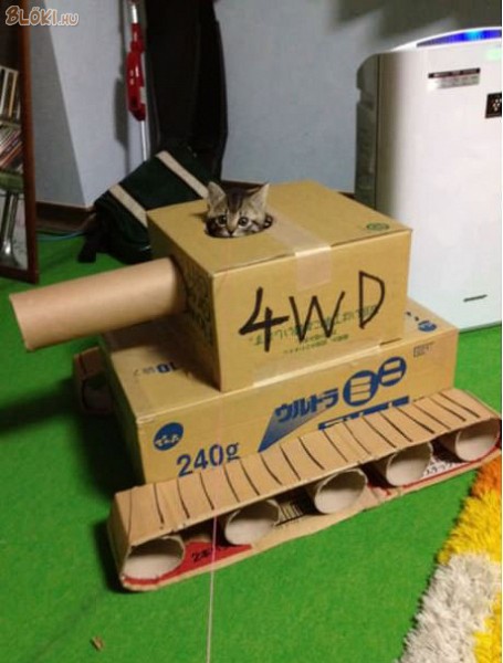 cica, macska, tank