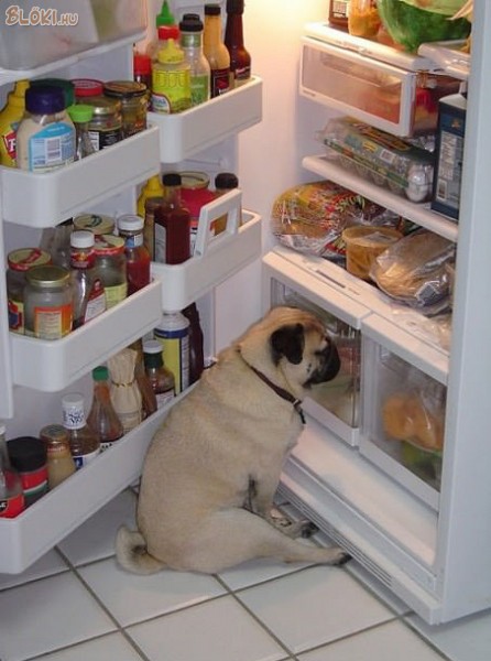 kutya, hűtő