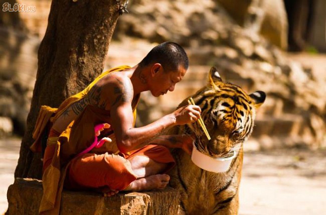 tigris, szerzetes