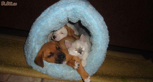 kutya, cica, macska, ágy