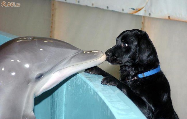 delfin, kutya, puszi