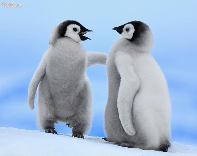 pingvin, puha