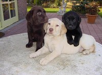 Labradorok különféle színekben :)