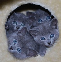Kék szemű cicusok