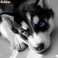 Kék szemű husky