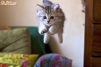 Hopp cica!