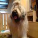 Kutya Briard