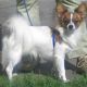 Kutya Papillon