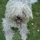 Kutya Komondor