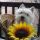 Mácsai Bogyó, Westie