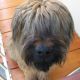 Kutya Briard