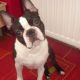 Kutya Boston terrier