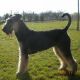 Kutya Airedale terrier