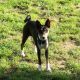 Kutya Basenji