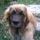 Kutya Leonberger